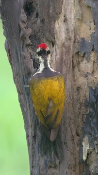 Video of a black-rumped flameback woodpecker perches on weathered tree bark. Feathers display intricate patterns of brown and white. Beak is sharp, designed for drilling into wood