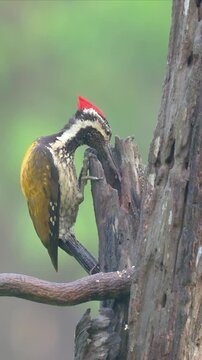 Video of a black-rumped flameback woodpecker perches on weathered tree bark. Feathers display intricate patterns of brown and white. Beak is sharp, designed for drilling into wood