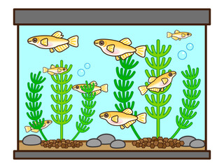 かわいいメダカの水槽と水草のイラスト素材2