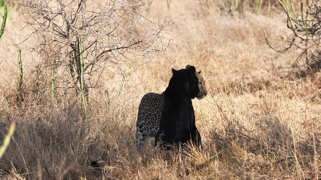 Giza the Black Leopard is bonding with her daughter.