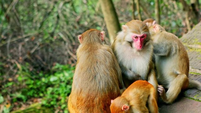 Rhesus macaque monkey family resting in Zhangjiajie National Park