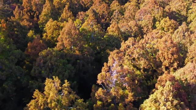 冬に咲く桜が紅葉した山をピンクに染めるダイナミックな空撮