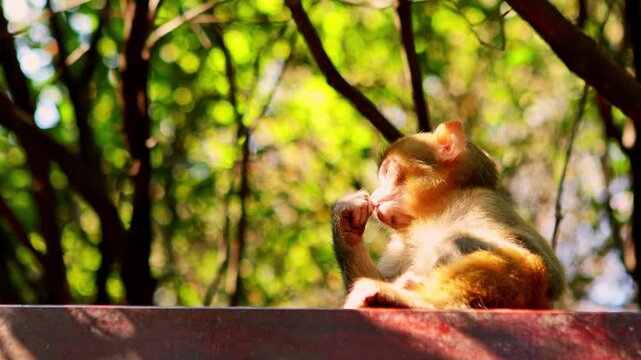 Little baby monkey sitting alone in Zhangjiajie National Forest Park