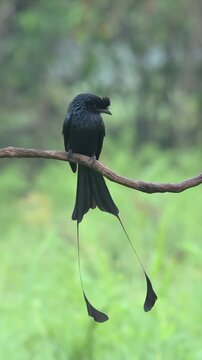 Greater racket-tailed drongo perches calmly on thin branch. Long, sleek tail feathers hang gracefully below. Soft green background highlights bird's sharp features. Bird appears alert and poised.