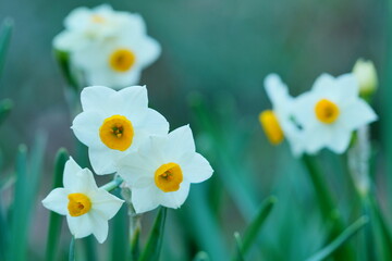 ニホンズイセン
