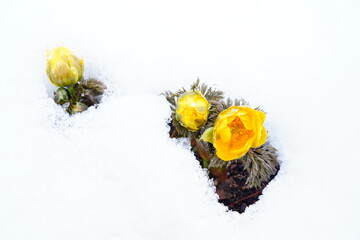 雪の中に咲くフクジュソウ