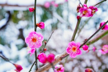 雪と紅梅
