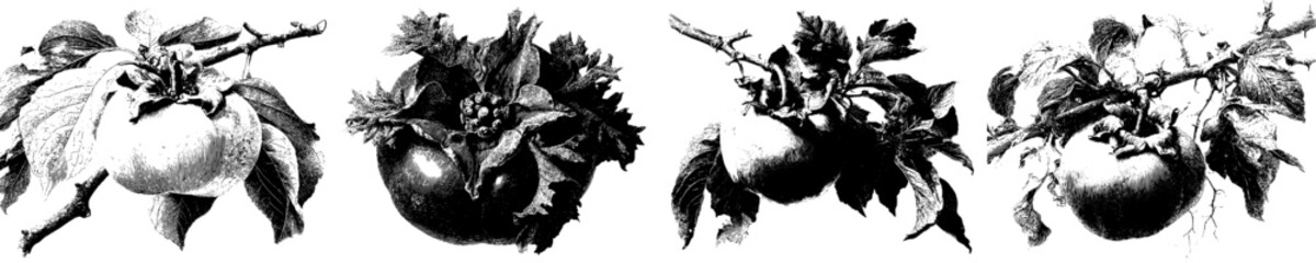 Botanical Blossom: A Study in Intricate Detail