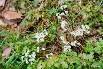 セリバオウレンの花