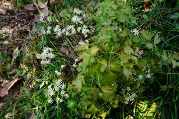 セリバオウレンの花