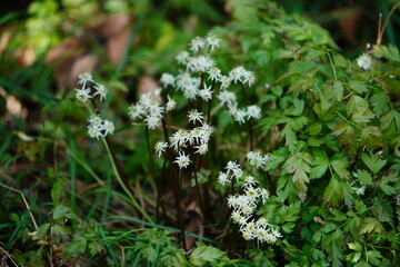 セリバオウレンの花