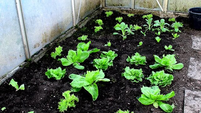 salad cultivation in a greenhouse in spring, Sugar Loaf salad and Escarole endive 
 camera panning 