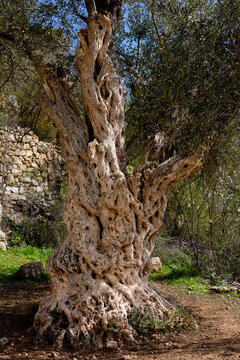 Thousand-year-old olive tree in a forest in the Judean Mountains near Jerusalem, Israel.