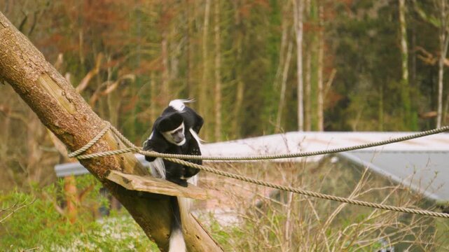 Black and White Colobus Monkey scratching fur in slow motion as camera moves. Ideal for videos abouts african wildlife and primate behaviour.