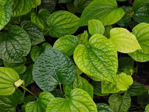 Fresh green wildbetal leafbush leaves growing in an organic garden for traditional southeast asian culinary and herbal medicine use