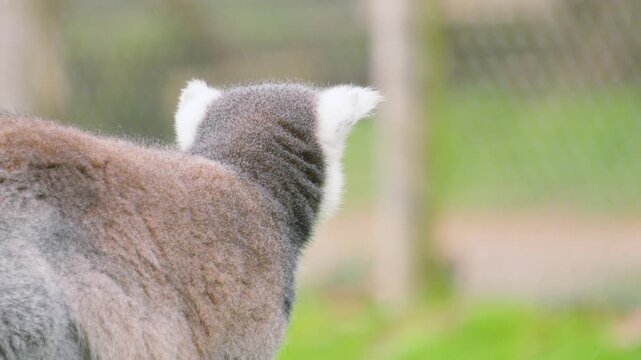 Profile view of Lemur on the lookout for potential danger with wide eyes. Perfect for wildlife documentaries, animal behaviour, highlighting endangered species and habitat loss.