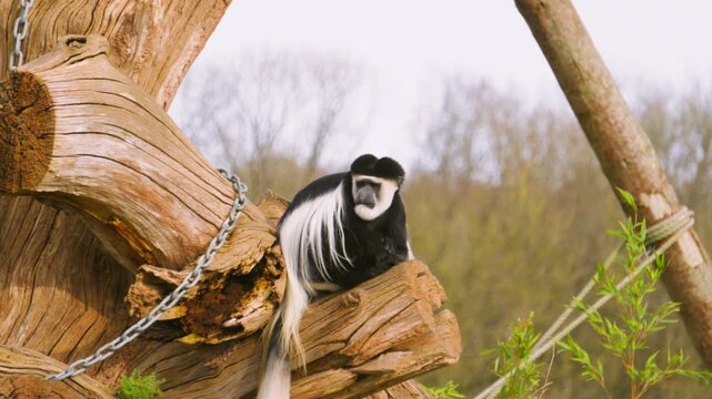 Black and White Colobus Monkey in tree resting then shaking fur in slow motion as camera tracks along. Ideal for videos abouts african wildlife and primate behaviour.