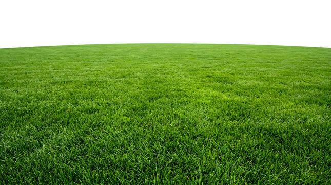 Vibrant, lush green lawn grass texture extending towards a clear bright horizon line