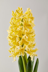 A detailed close-up of a pale yellow hyacinth flower head against a pure white background.
