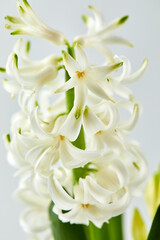 Close-up of pristine white hyacinth flowers with gracefully curled petals. Soft lighting highlights their delicate texture and pure beauty, perfect for themes of elegance, purity, and spring.