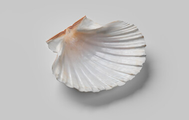 Shell, sea scallop shell on grey background. Aquatic wildlife animal, seashell. Mollusk, marine bivalve molluscs. One open scallop sea shell, gourmet food, Pectinidae.  © Subbotina Anna