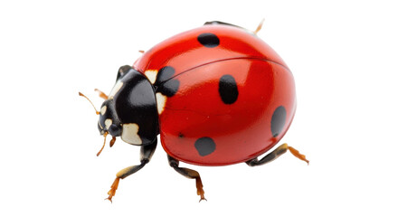 Isolated close-up of a ladybug, also known as lady beetle, in high resolution, studio shot © Rowan