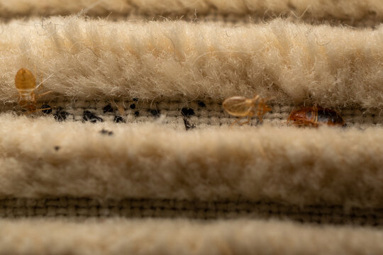 Bed Bugs Infestation Inside Carpet Macro