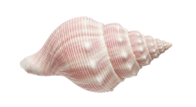 Isolated pink striped seashell with texture in a spiral form, sea shells and nautical decoration