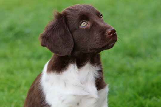 Stabyhoun Stabijhoun puppy dog