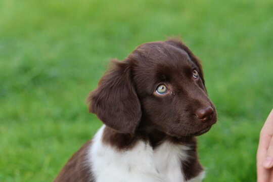 Stabyhoun Stabijhoun puppy dog