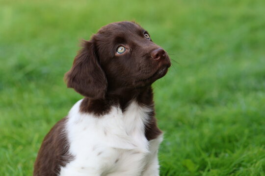 Stabyhoun Stabijhoun puppy dog
