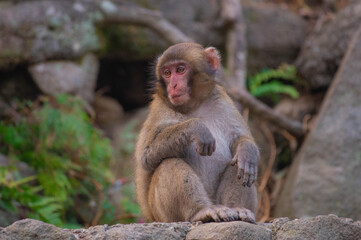 高崎山自然動物園のニホンザル