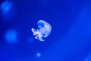 Graceful jellyfish navigate mesmerizing aquatic ballet in glass display © Lera.MB