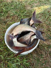River fish lies in a bucket of water, a fisherman's catch of bream.