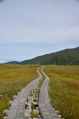 湿原に続く木道