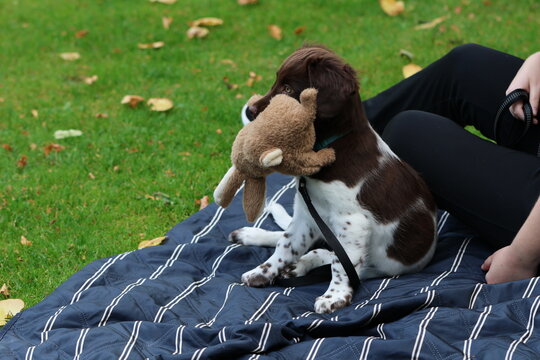 Stabyhoun Stabijhoun puppy dog