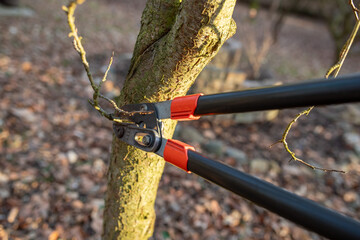 Mit einer gro&szlig;en Gartenschere &Auml;ste und Zweige bescheiden