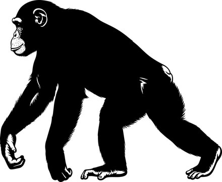 Black silhouette of a chimpanzee walking in profile view, isolated on white background, wild African ape animal vector illustration.