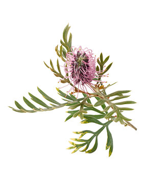 Pink grevillea flower branch with slender green leaves isolated on transparent background.