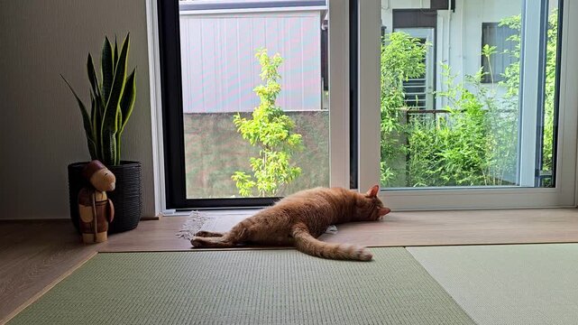 An orange cat lies on tatami flooring beside a glass door, gently moving its tail while watching something outside, capturing a quiet and curious indoor pet moment in a peaceful home.