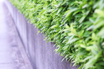 道沿いのブロック塀に生える美しい緑