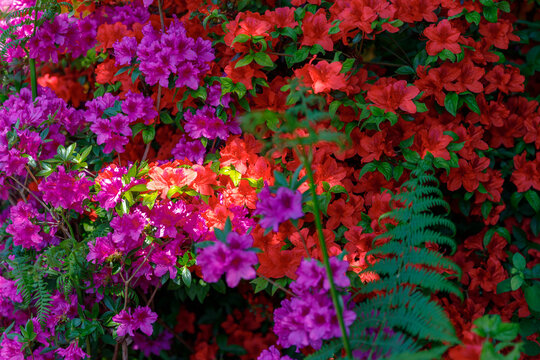 Fiori del giardino di Claude Monet