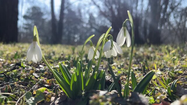 A bush of blooming snowdrops (Galanthus) in a spring park.