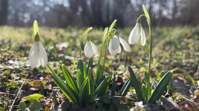 A bush of blooming snowdrops (Galanthus) in a spring park.