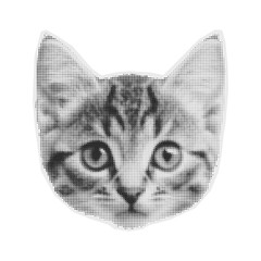 grayscale cat face, feline head, animal portrait isolated on Transparent Background © Cybrart