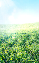 green natural grass field  background with sun rays, vertical walpaper
