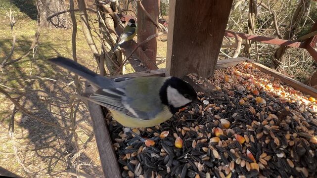 Great tit (Parus major) at a bird feeder in a spring garden