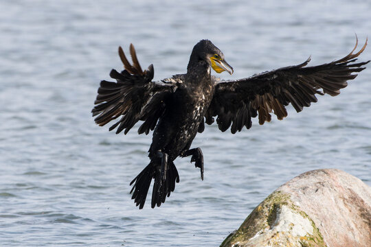 Kormoran bei der Landung