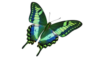 Isolated swallowtail butterfly, green-blue coloration, detailed wings and body, wildlife beauty © Michal