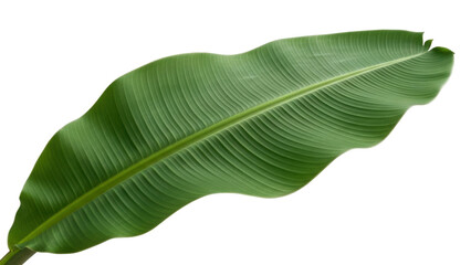 Isolated banana plant leaf, natural tropical greenery, green foliage for floral backgrounds © Michal